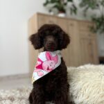 Mr Chino-male-toy-poodle-puppy-for-sale- (8)