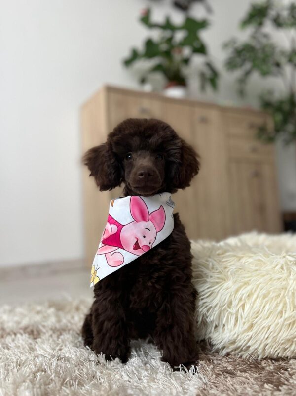 Mr Chino Toy Poodle
