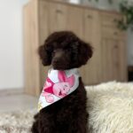 Mr Chino-male-toy-poodle-puppy-for-sale- (9)