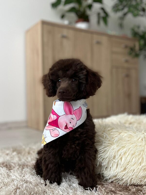 Mr Chino Toy Poodle