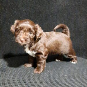 Naffy Yorkshire Terrier