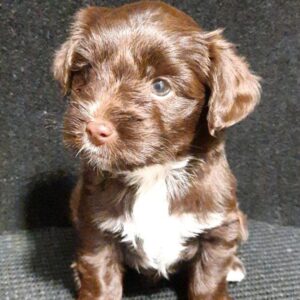 Naffy Yorkshire Terrier