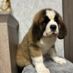Nala-female-Saint-Bernard-puppy-for-sale-1 (1)