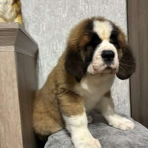 Nala Saint Bernard
