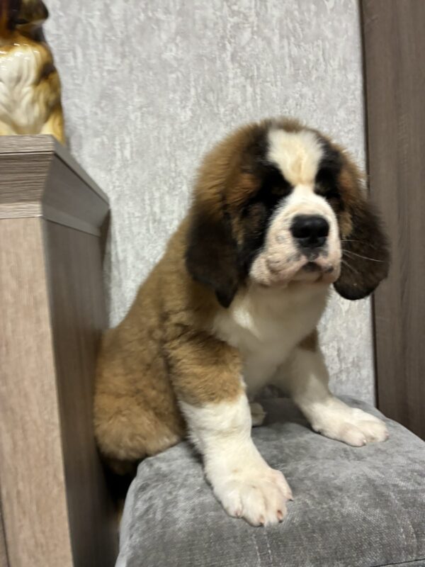 Nala Saint Bernard
