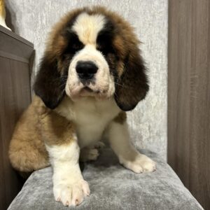 Nala Saint Bernard