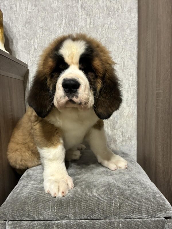 Nala Saint Bernard