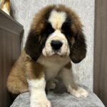 Nala-female-Saint-Bernard-puppy-for-sale-1 (3)