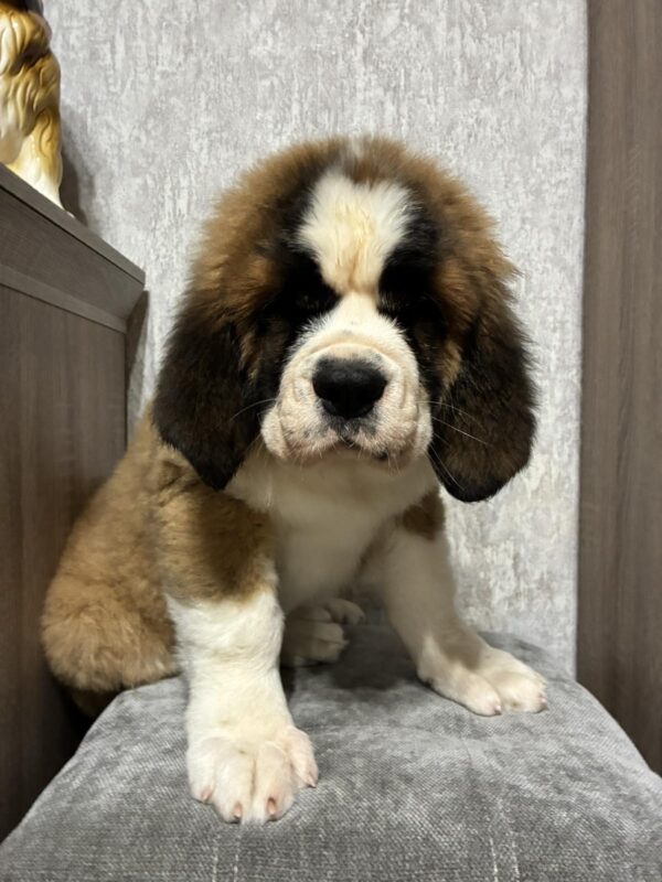 Nala Saint Bernard
