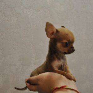 Nao Chihuahua