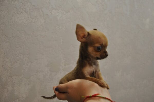 Nao Chihuahua