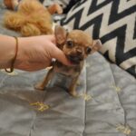 Nao-male-chihuahua-puppy-for-sale-1 (2)