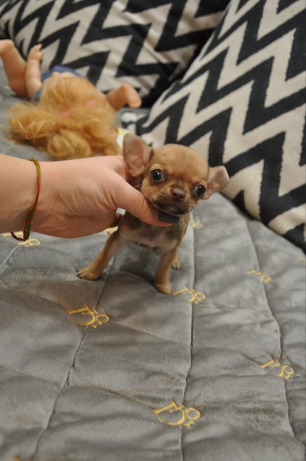 Nao Chihuahua