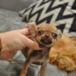 Nao-male-chihuahua-puppy-for-sale-1 (3)