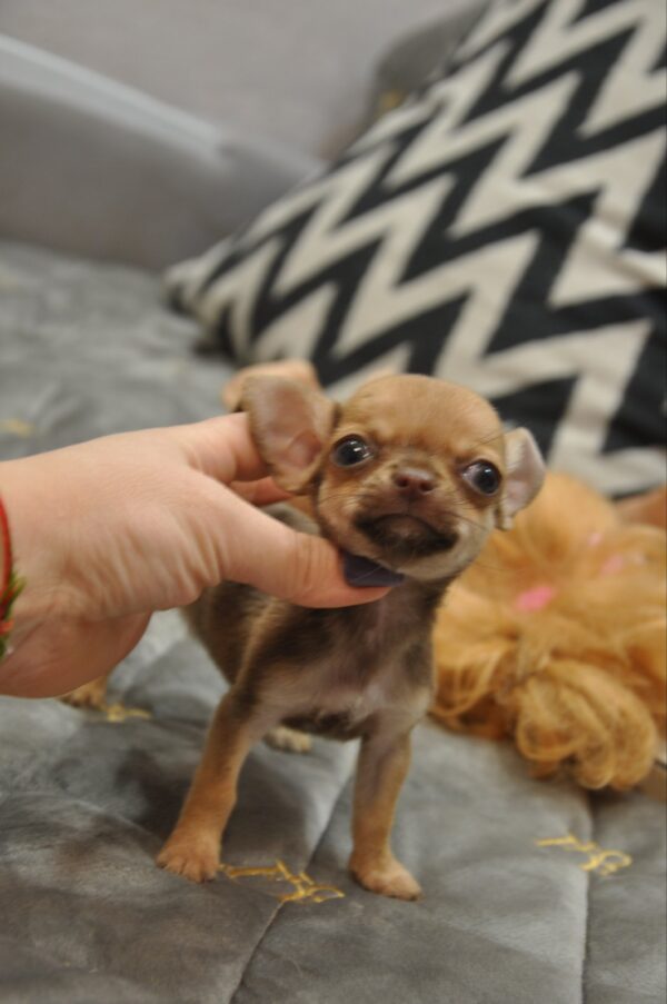 Nao Chihuahua