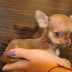 Nao-male-chihuahua-puppy-for-sale-1 (4)