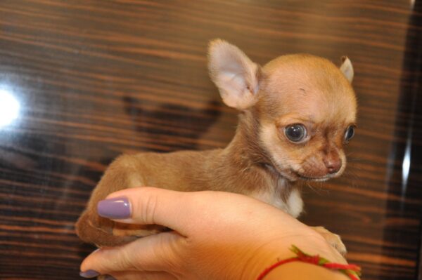 Nao Chihuahua