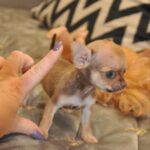 Nao-male-chihuahua-puppy-for-sale-1 (5)