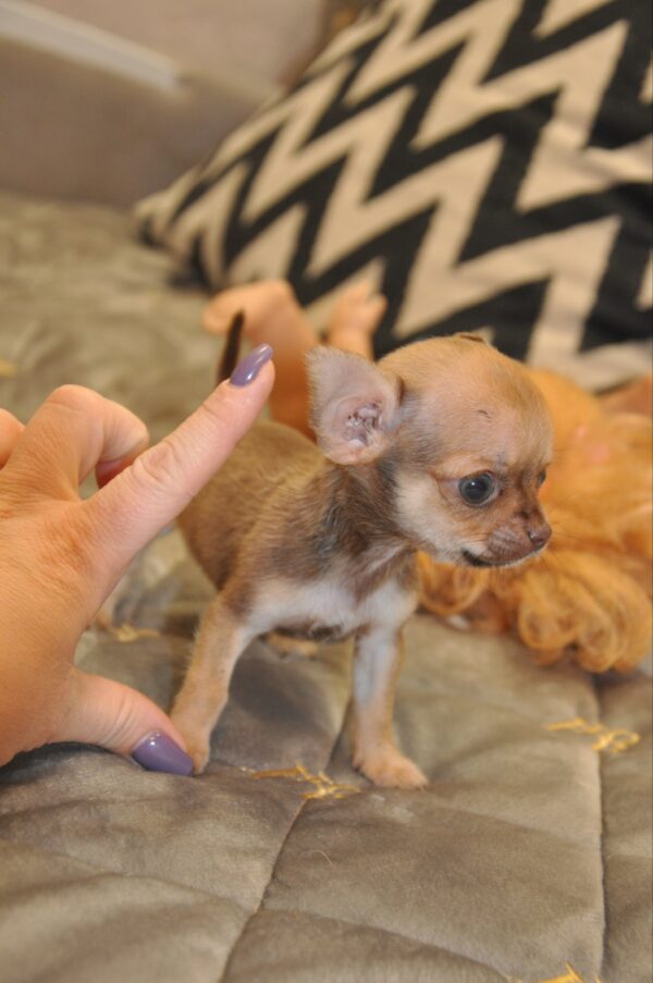 Nao Chihuahua