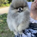 Richy Pomeranian