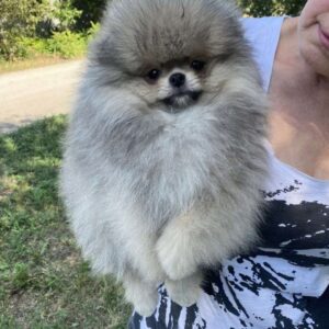 Nayton Pomeranian