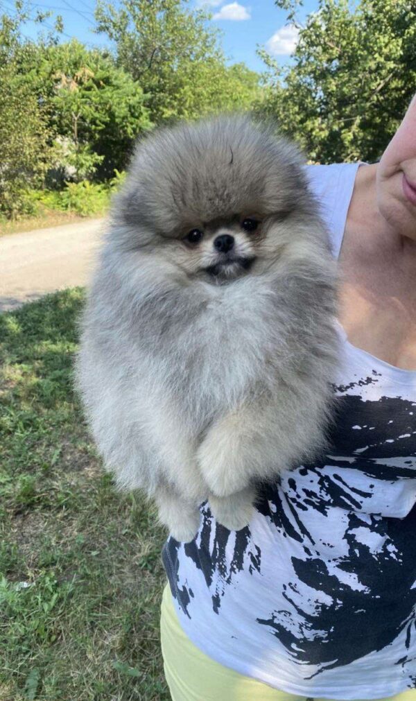 Nayton Pomeranian