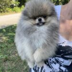Nayton-male-Pomeranian puppy-for-sale-2