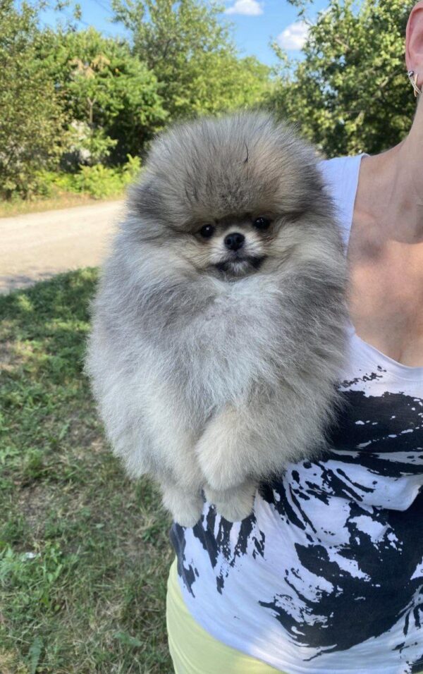 Nayton Pomeranian