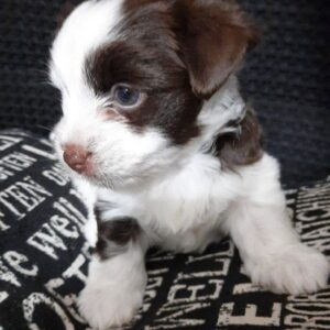 Nessy Yorkshire Terrier