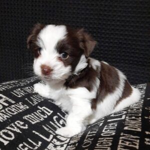 Nessy Yorkshire Terrier