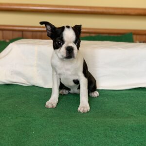 Niara Boston Terrier