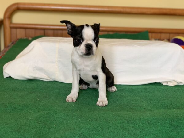 Niara Boston Terrier