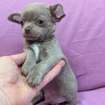 Nikas-male-chihuahua-puppy-for-sale-1 (1)
