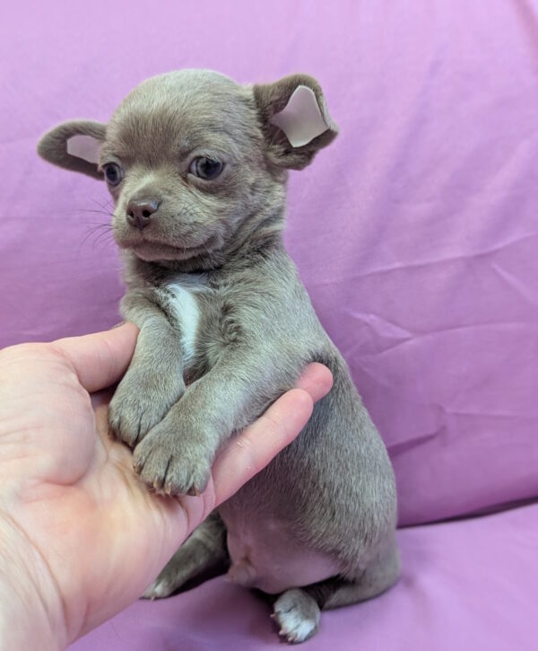 Nikas Chihuahua Nikas Chihuahua