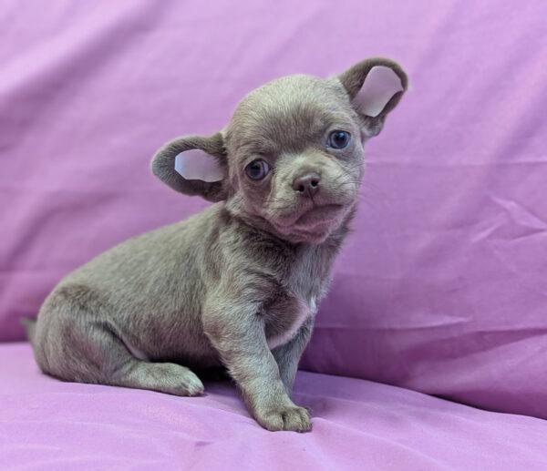 Nikas Chihuahua Nikas Chihuahua