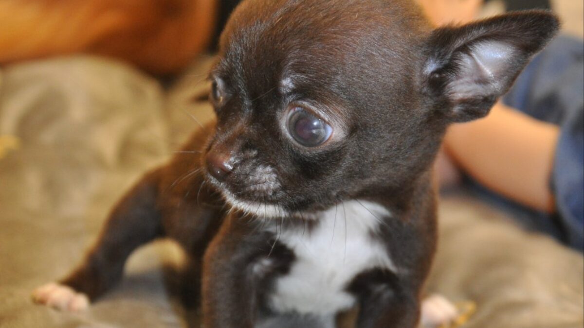 Immagini Belle : chihuahua, cane di razza, cane come mammifero, gruppo  razza del cane, grugno, cane di strada, barba, cucciolo, pelliccia, razze  autoctone a rischio, carnivora, orecchio 4000x3000 - laura sorrensen -, image size:1200x675