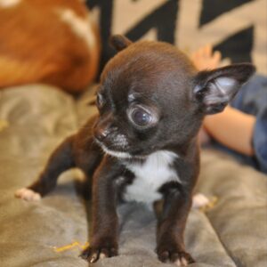 Niko Chihuahua