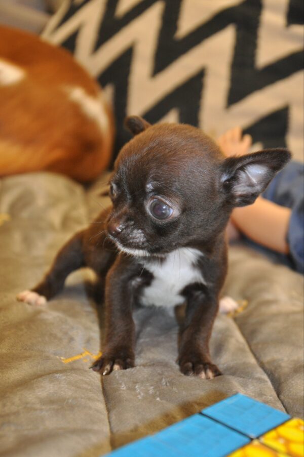Niko Chihuahua