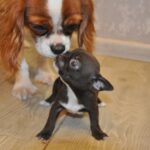 Niko-male-chihuahua-puppy-for-sale-1 (2)