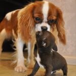Niko-male-chihuahua-puppy-for-sale-1 (3)