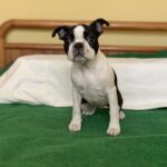 Nissa-Boston-female-puppy-for-sale-1