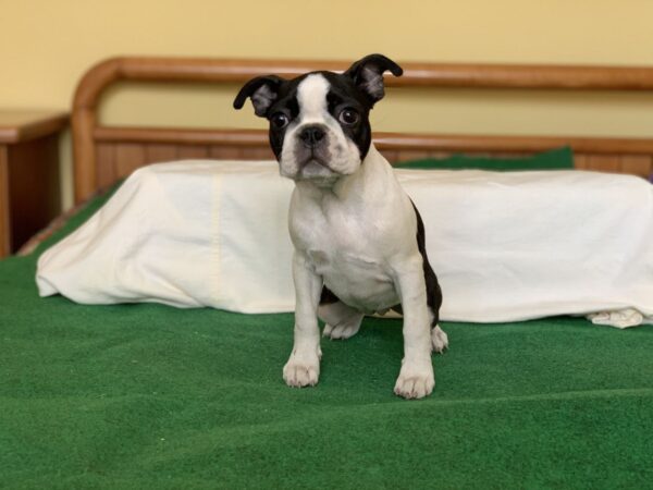 Nissa Boston Terrier