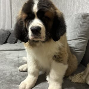 Nuna Saint Bernard