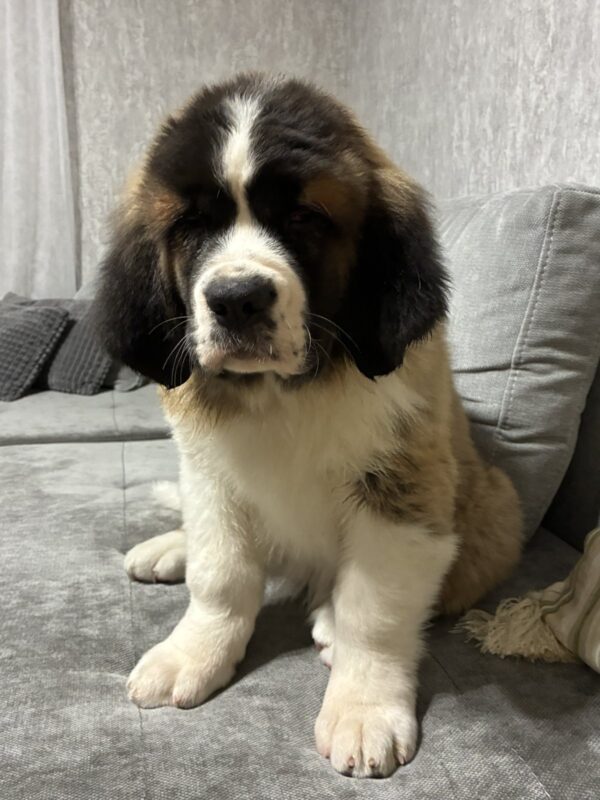 Nuna Saint Bernard