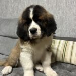 Nuna-female-Saint-Bernard-puppy-for-sale-1 (2)