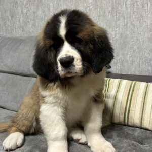 Nuna Saint Bernard