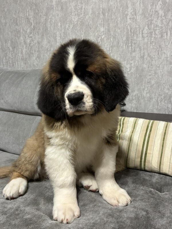 Nuna Saint Bernard