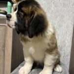 Nuna-female-Saint-Bernard-puppy-for-sale-1 (3)