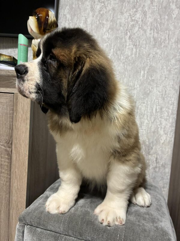 Nuna Saint Bernard