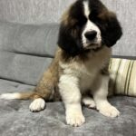 Nuna-female-Saint-Bernard-puppy-for-sale-1 (4)